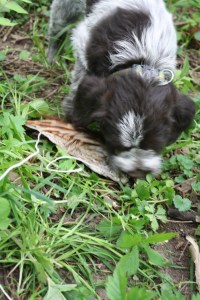 Wirehaired Pointing Griffon Puppy Bird Wing