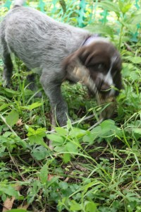 Wirehaired Pointing Griffon Puppy Bird Wing