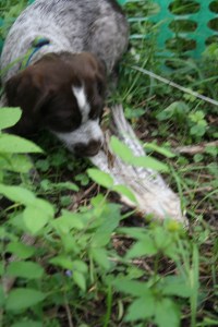 Wirehaired Pointing Griffon Puppy Bird Wing