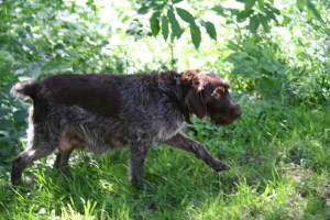 Pregnant Wirehaired Pointing Griffon