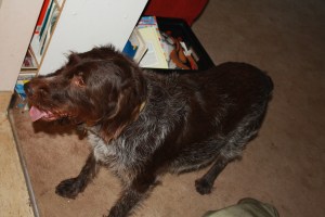Pregnant Wirehaired Pointing Griffon