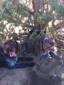 Wirehaired Pointing Griffon Two Years Old
