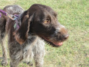 Wirehaired Pointing Griffon Two Years Old