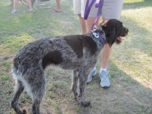 Wirehaired Pointing Griffon Two Years Old
