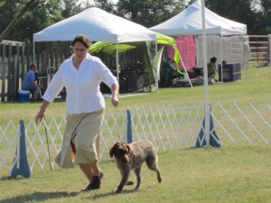 Wirehaired Pointing Griffon Dog Show