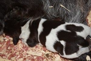 Wirehaired Pointing Griffon Puppies One Week Old