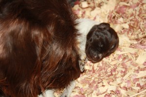 Wirehaired Pointing Griffon Puppies One Week Old