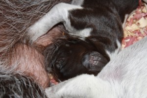 Wirehaired Pointing Griffon Puppies One Week Old