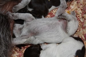 Wirehaired Pointing Griffon Puppies One Week Old
