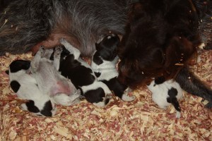 Wirehaired Pointing Griffon Puppies One Week Old