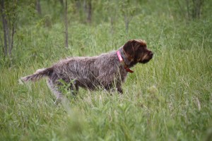 Bourg-Royal's CB Bluestem JH NA 1, Wirehaired Pointing Griffon