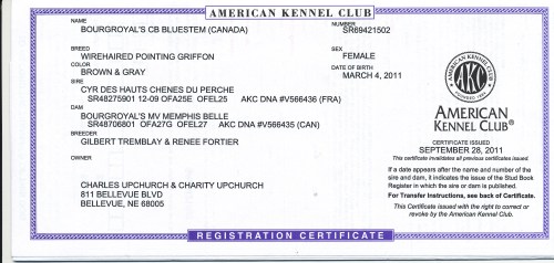 BB's AKC Registration Certificate
