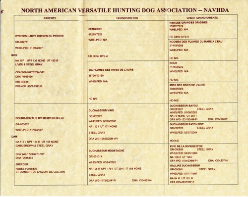 BB's NAVHDA Pedigree