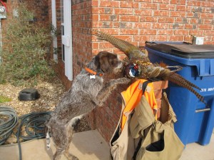 Belle (9 month old female Wirehaired Pointing Griffon) and the Oklahoma opener game bag