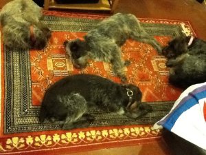 "Not a creature was stirring..." Clockwise from top left: BB, Mae, Sam and Sue.