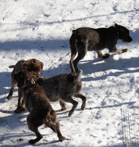 Four dog romp: Sue on top right, Sam bottom left, BB's head and Mae's hindquarters.  Wirehaired Pointing Griffons.