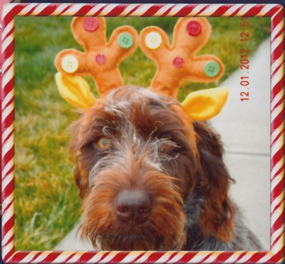 Dottie (10 mo old female Wirehaired Pointing Griffon) had a Merry Griffmas!
