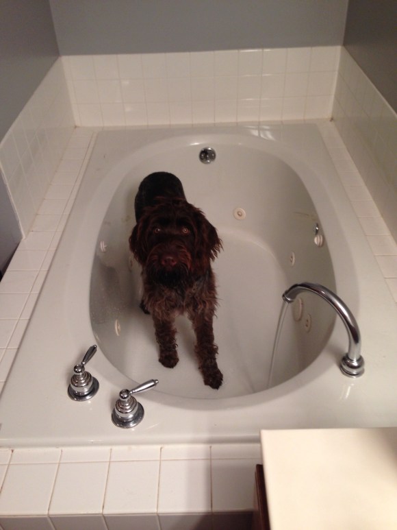 Gomer (7 mo old male Wirehaired Pointing Griffon) is ready for a bath.