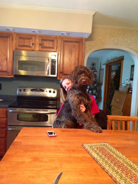 Gomer (7 mo old male Wirehaired Pointing Griffon) and Jenna are ready for a snack.