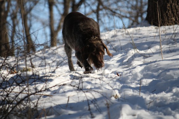 Sue on the sniff.  Wirehaired Pointing Griffon.