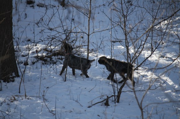 Mae on the lookout for squirrels or coons with Sam following closing behind, hunting up...ummm...something else:)  Wirehaired Pointing Griffons
