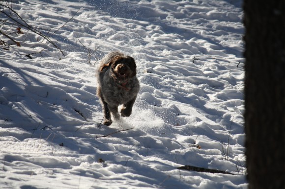 Mae having a big run down the hill. Wirehaired Pointing Griffon.