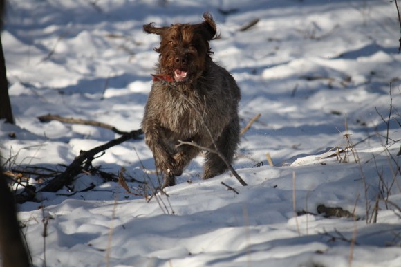 BB also had a good run.  Wirehaired Pointing Griffon.