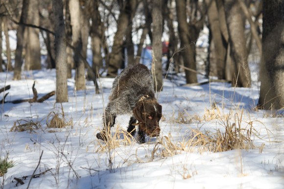 Big daddy Sam looking quite serious.  Wirehaired Pointing Griffon.