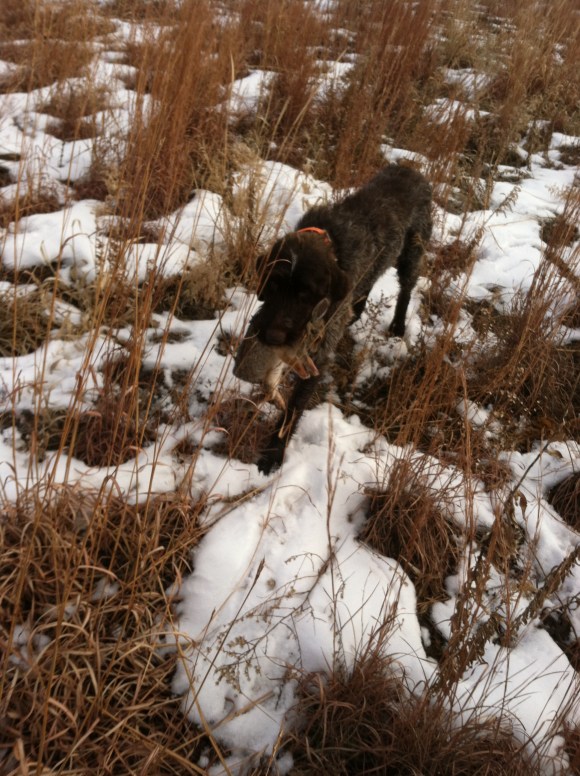 Wirehaired Pointing Griffon retrieving rabbit
