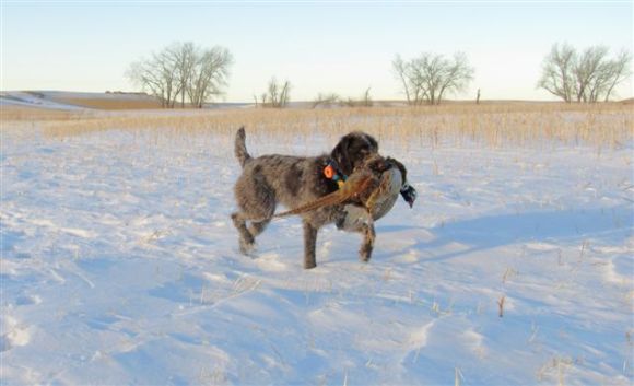 Another shot of TracHer (10 mo old Wirehaired Pointing Griffon) and the North Dakota rooster.