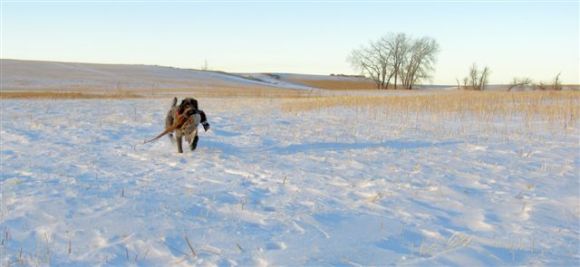 There's nothing like the North Dakota prairie. TracHer (10 month old female Wirehaired Pointing Griffon) in her element.