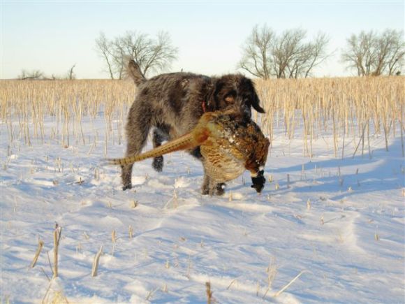 TracHer (10 mo old female Wirehaired Pointing Griffon) retrieves a big boy from North Dakota!