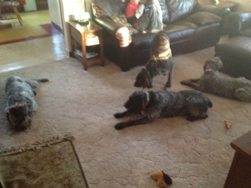 All four dogs inside: Mae Sam, Sue and BB