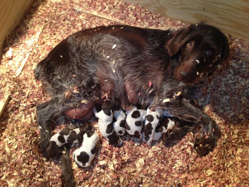 Sue and the puppies of "E" Litter