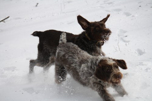 Two moms-to-be on the run.  Mae in foreground, Sue in background.