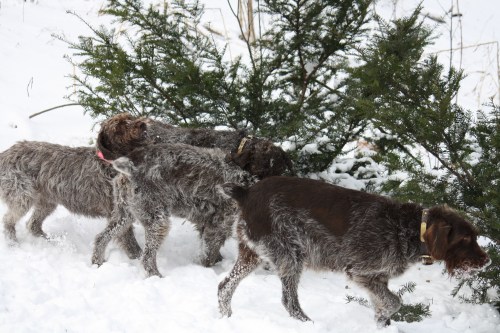 All four dogs outside: BB, Mae, Sam and Sue