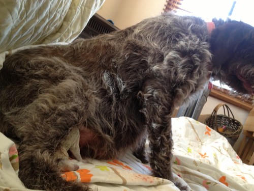 The arrival of the first puppy