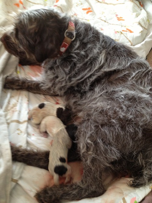 Three pups in the living room