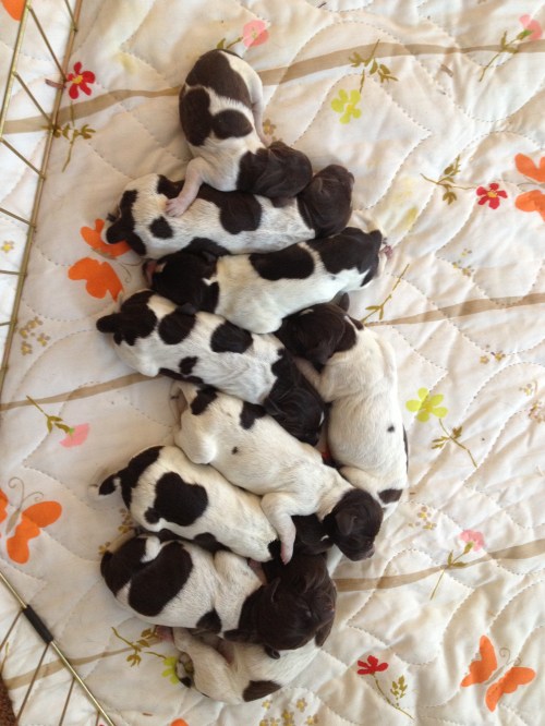 9 puppies sleeping, "Mole" is on the left