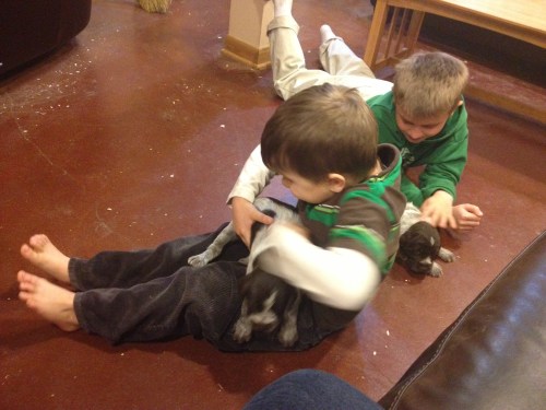 A bit of boy roughhousing with puppies