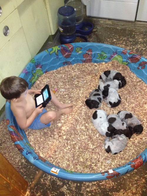 Caleb plays a handheld video game in the puppy pool