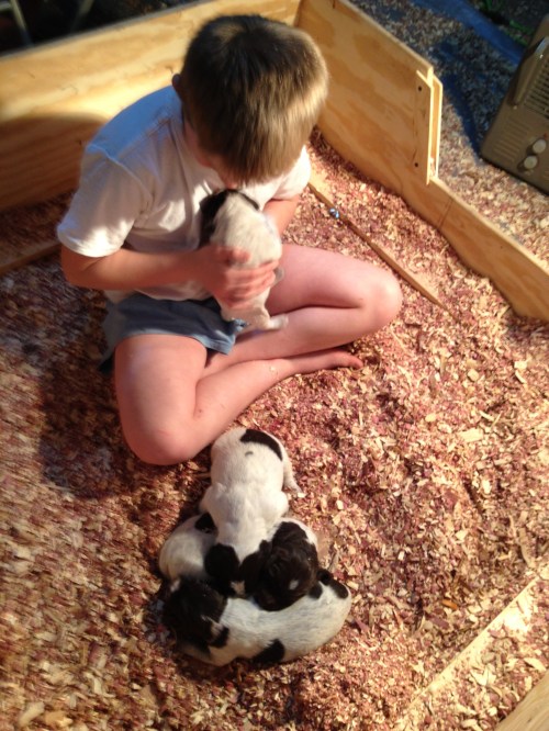 Conrad in the whelping box with "F" litter