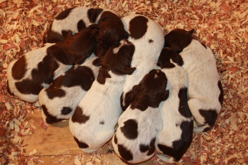 "E" Litter at one week old