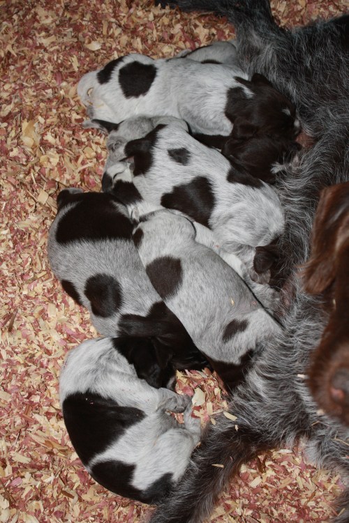 Closeup of the "E" Litter