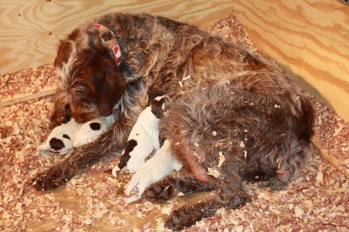 Mae and The Fab Four, "F" Litter 2013