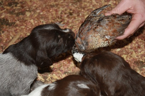 E Litter's first bird exposure at 3 1/2 weeks old