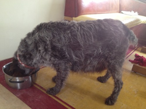 The last shot of Mae's puppy belly as she nibbled.