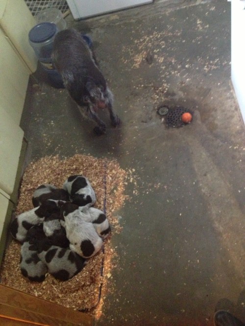 The puppies are pool free.