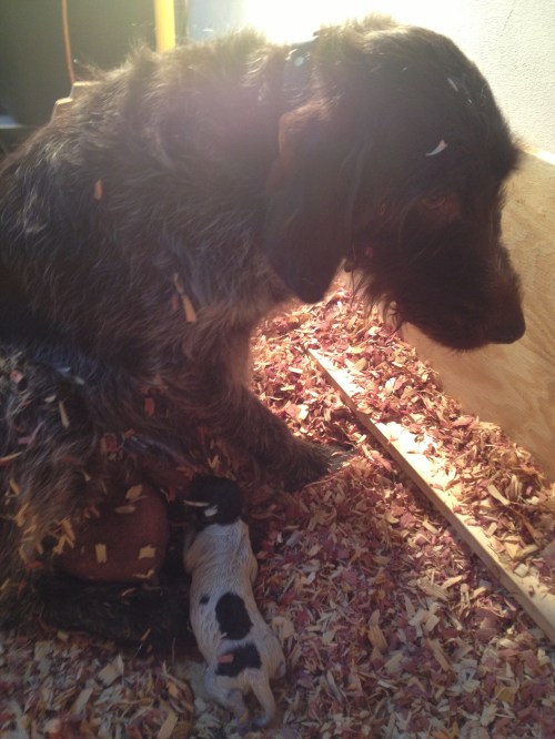 Sue and her first puppy around 9:30 PM Monday