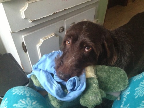 Sue brought me a "double retrieve" a kids pj shirt and an alligator puppet